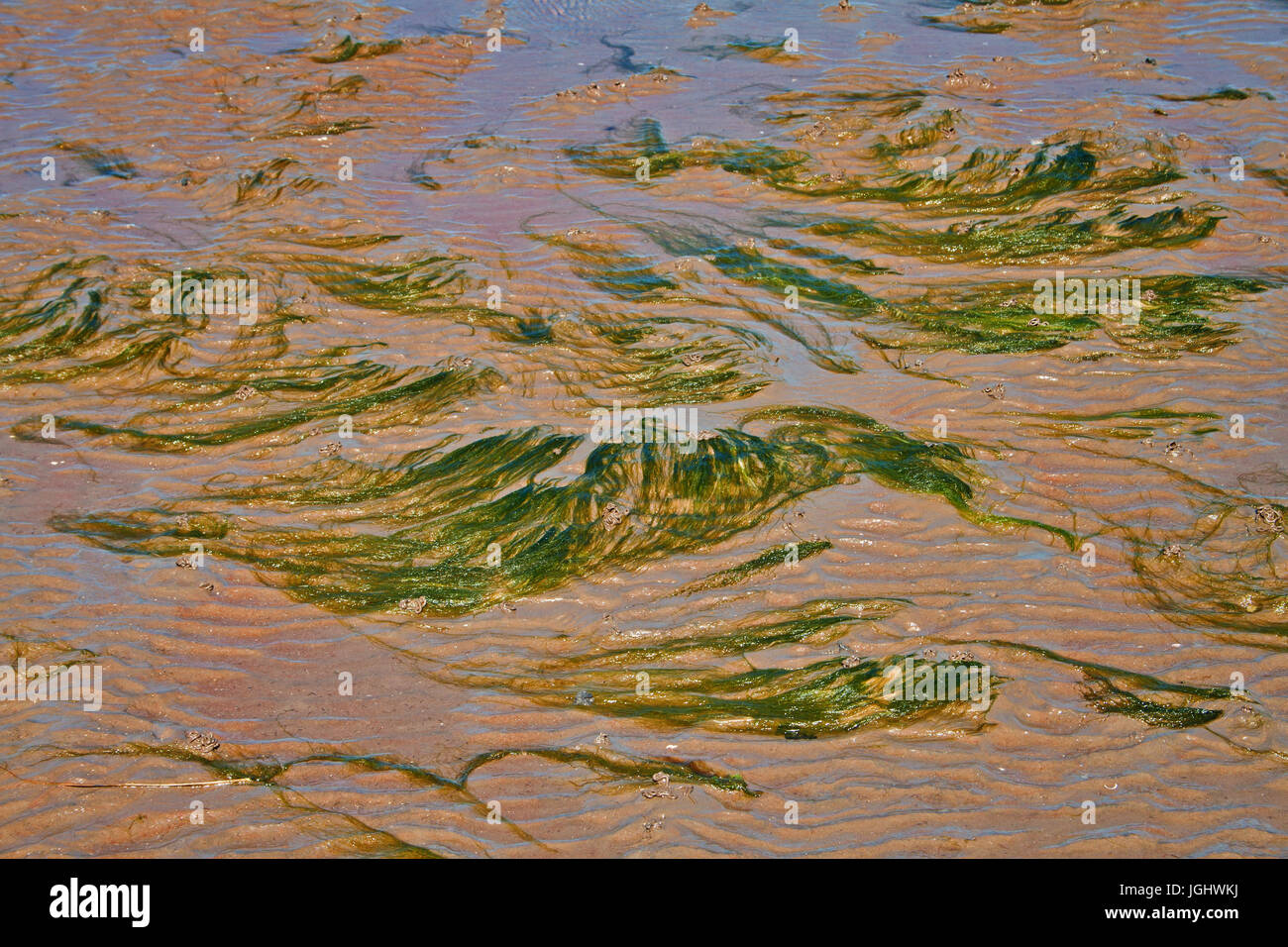 Patterns of seaweed left by the outgoing tide Stock Photo - Alamy