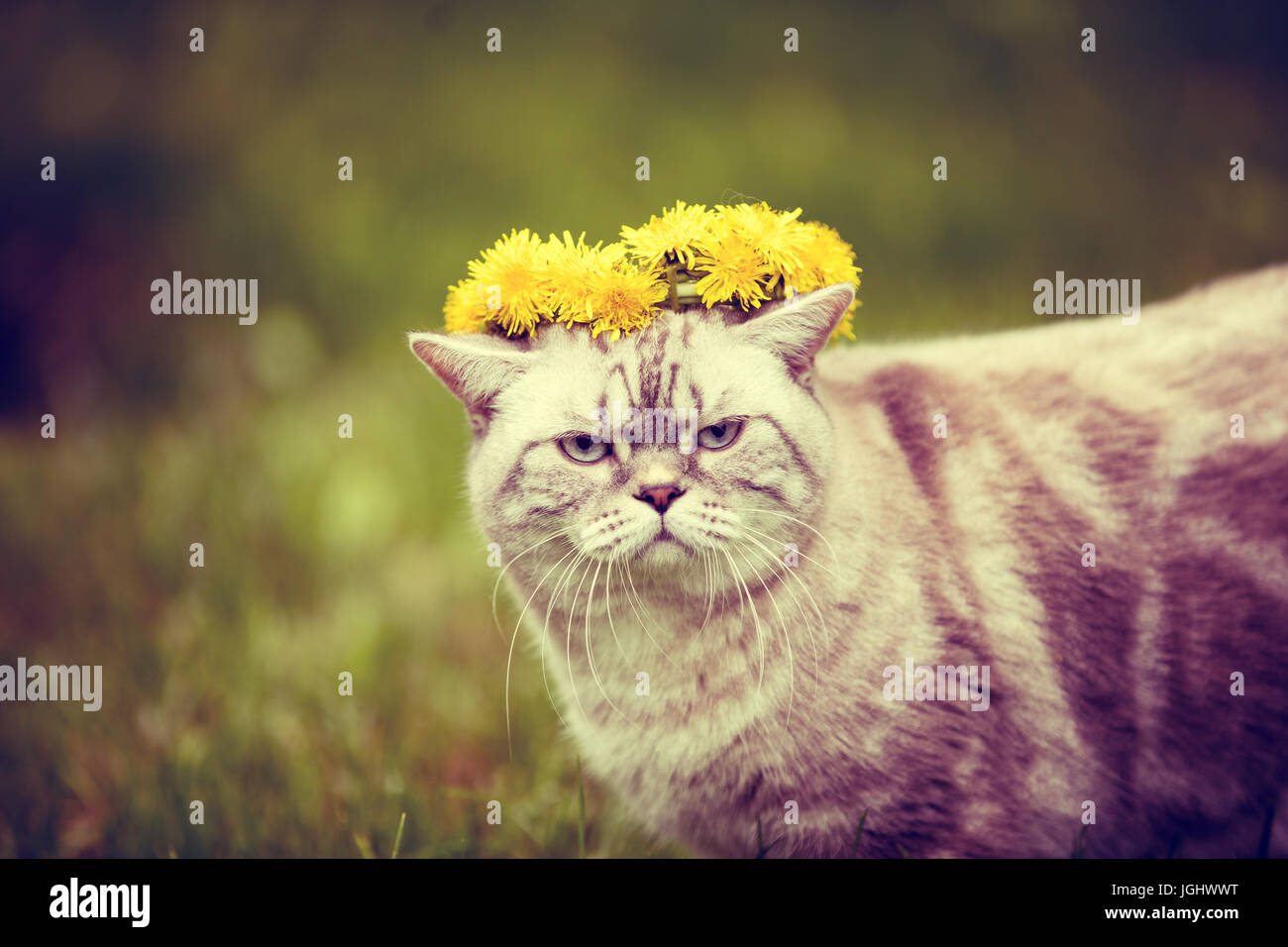 Portrait of a cat, sitting in the grass, crowned with dandelion chaplet Stock Photo