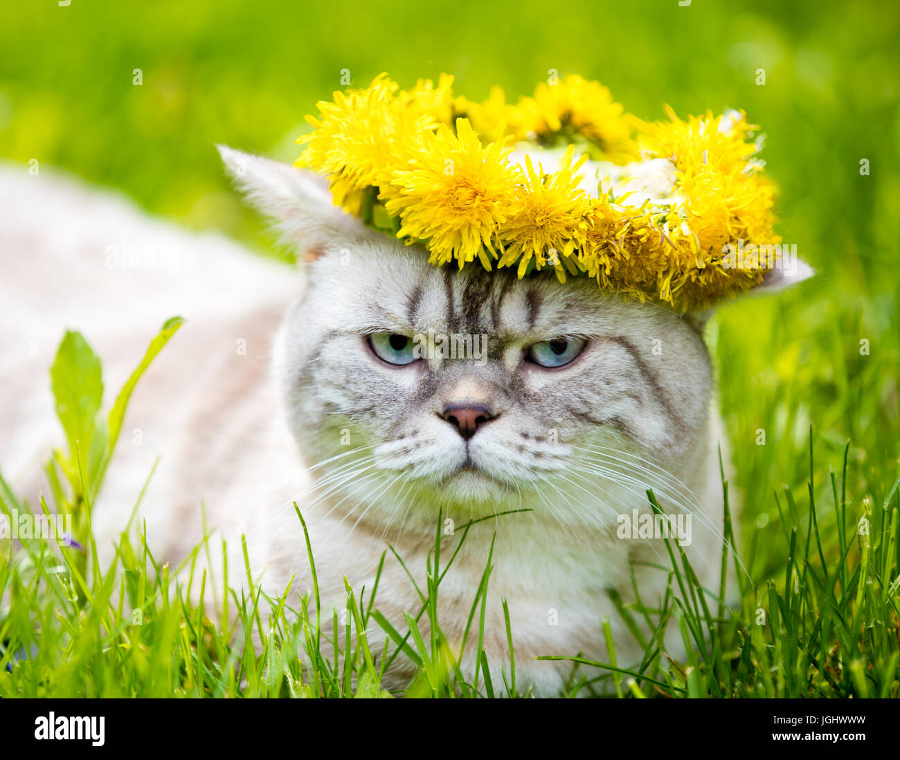 Portrait of a cat, sitting in the grass, crowned with dandelion chaplet Stock Photo