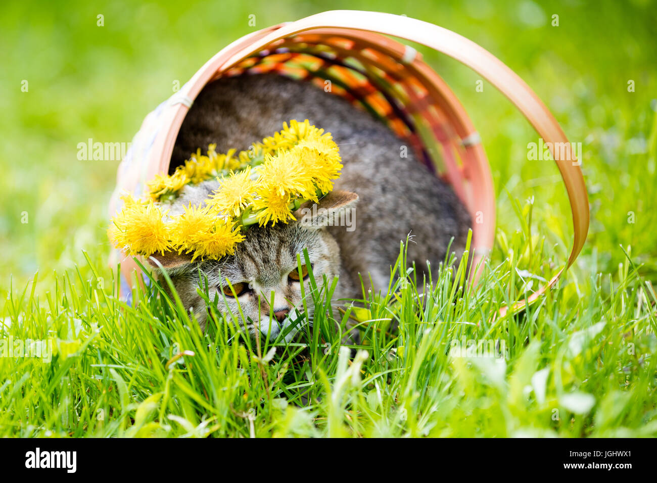 Portrait of a cat, sitting in a basket on the grass, crowned with dandelion chaplet Stock Photo