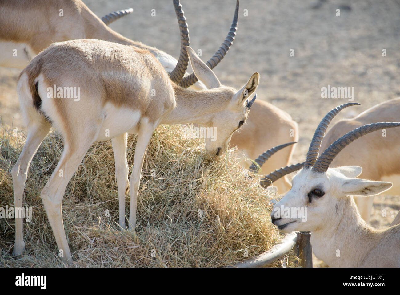 Sand gazelle uae hi-res stock photography and images - Alamy