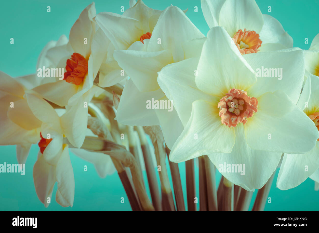 A bunch of cream hued Spring daffodils with orange trumpets,on a turquoise background, facing front and sides.  Cross processed for a fresh, yet retro Stock Photo