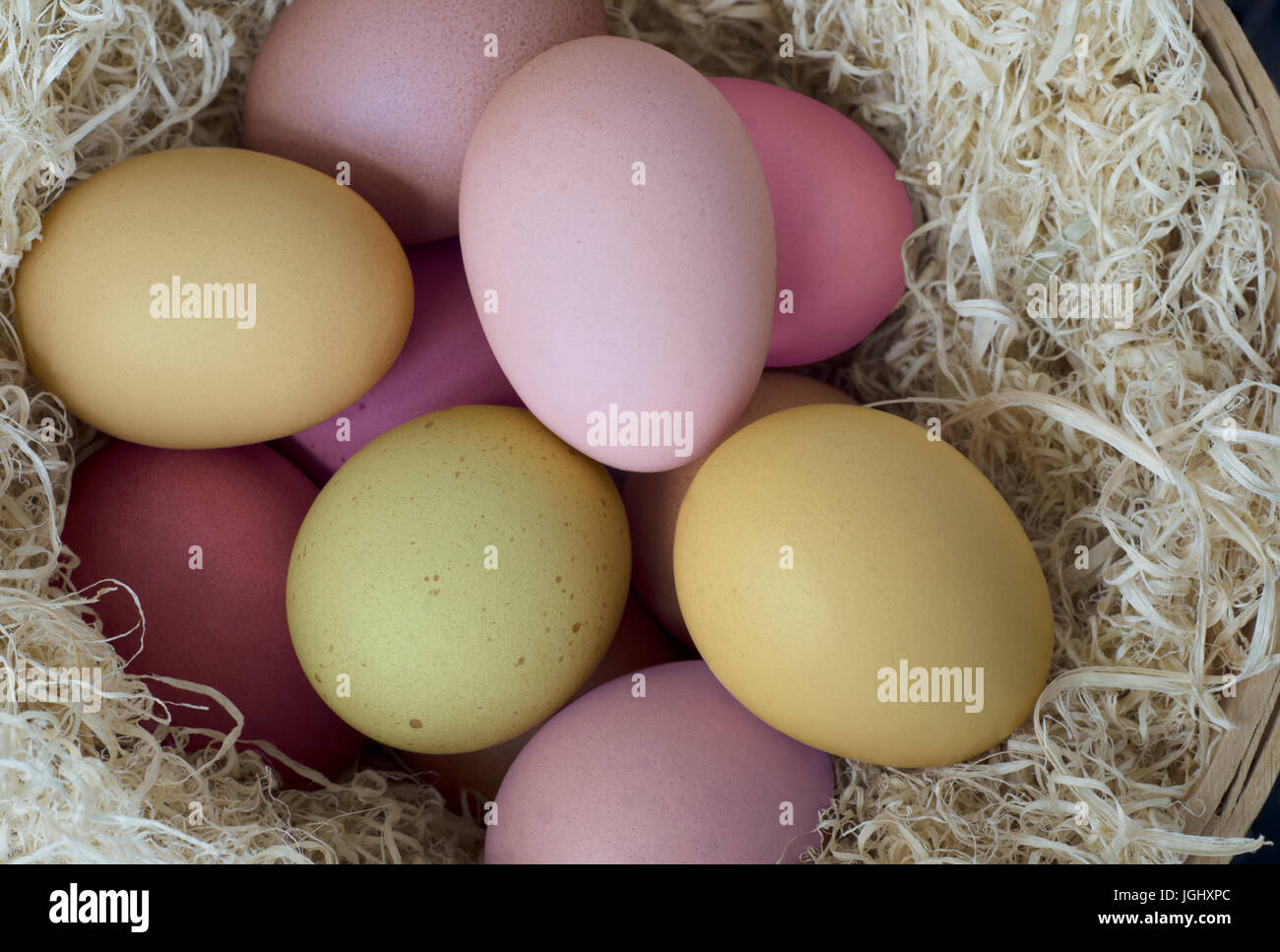 Colourful, painted natural eggs for Easter in pink, green and yellow hues.  Nesting in a basket of tangled dried grasses and photographed from above. Stock Photo