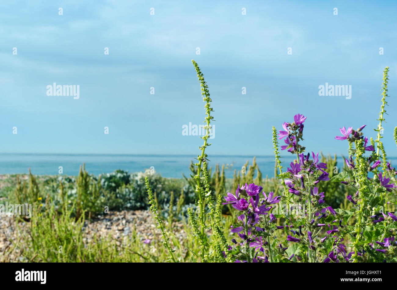 Coastal flora on a pebble beach in southern England, including purple mallow.  Bright day with sea, horizon and sky in background. Stock Photo