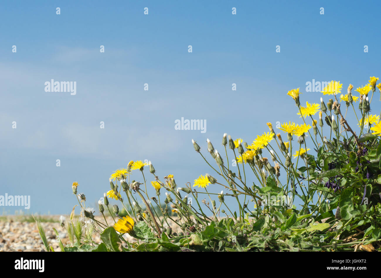 Dandelions growing wild on a pebble beach against a bright blue sky. Stock Photo