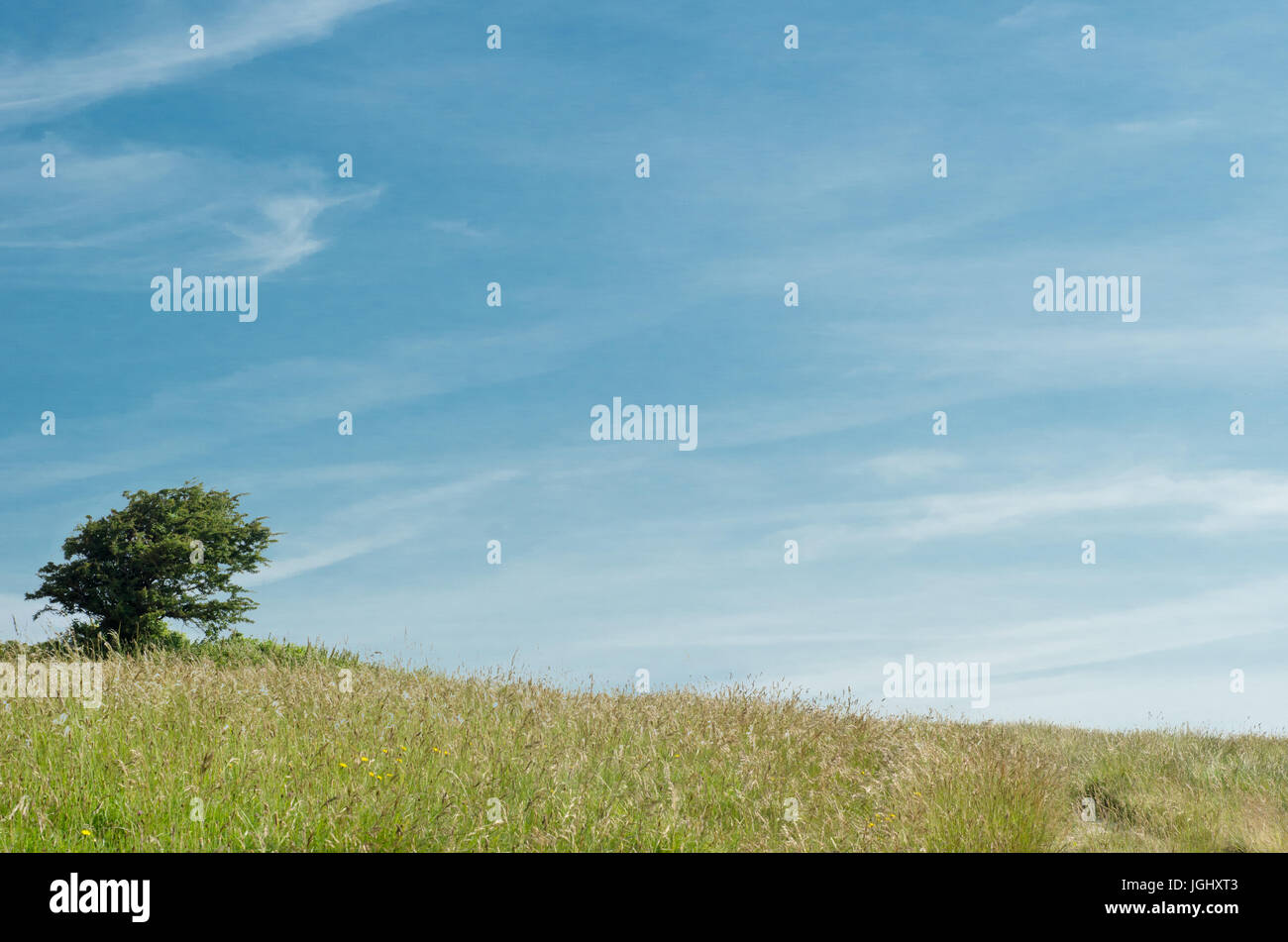 Scenic nature background.  A single tree on a gently sloping grassy hill  against a blue sky in the English countryside. Stock Photo