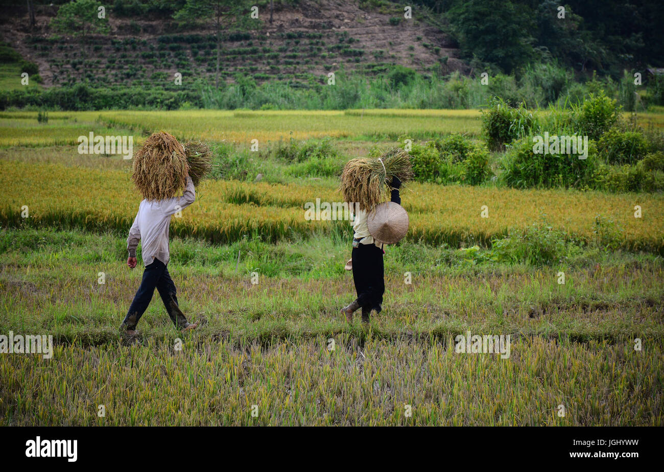 Thailand rice field carry hi-res stock photography and images - Alamy