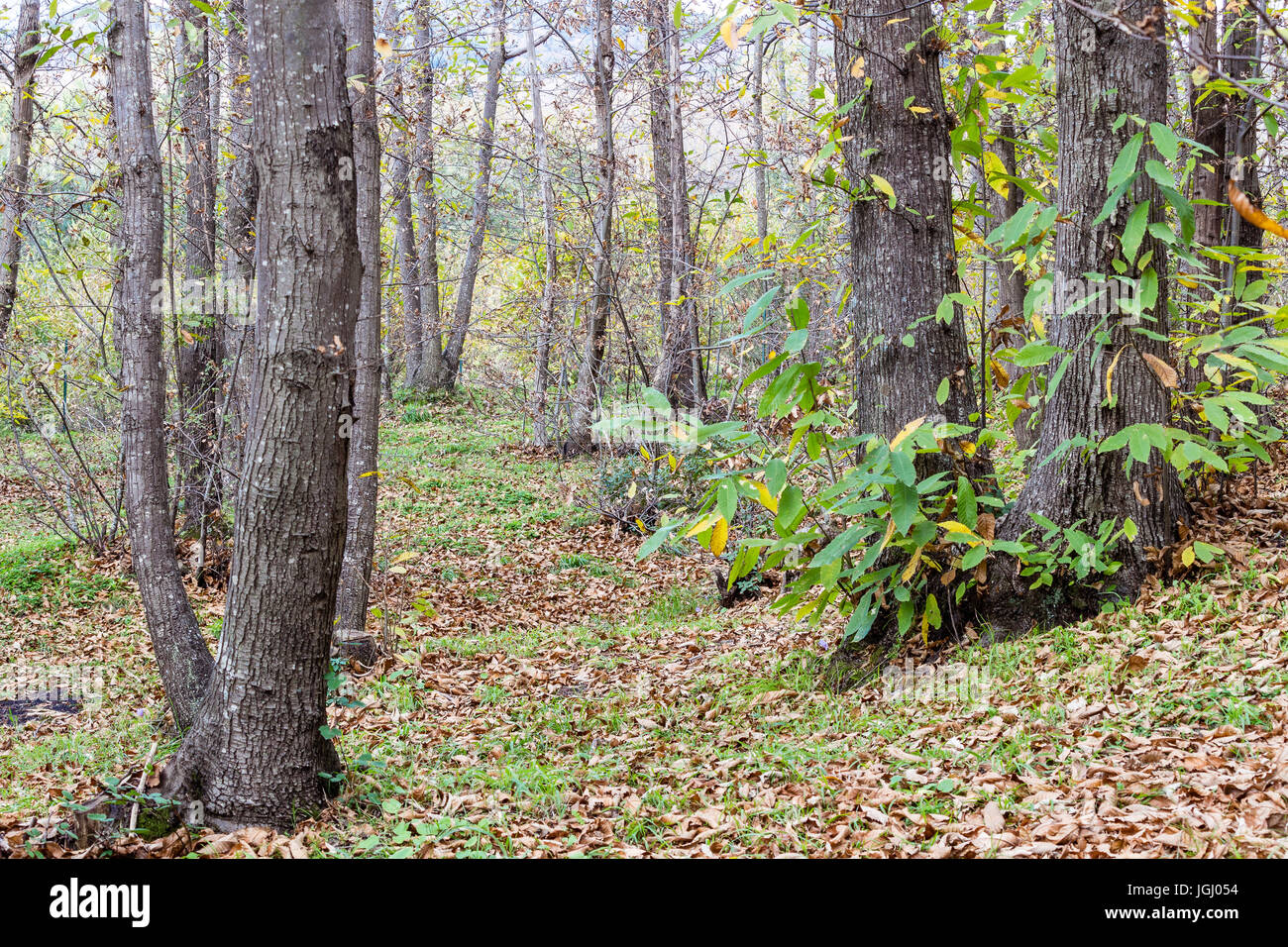 Autumn forest panorama with yellow leaves Stock Photo - Alamy