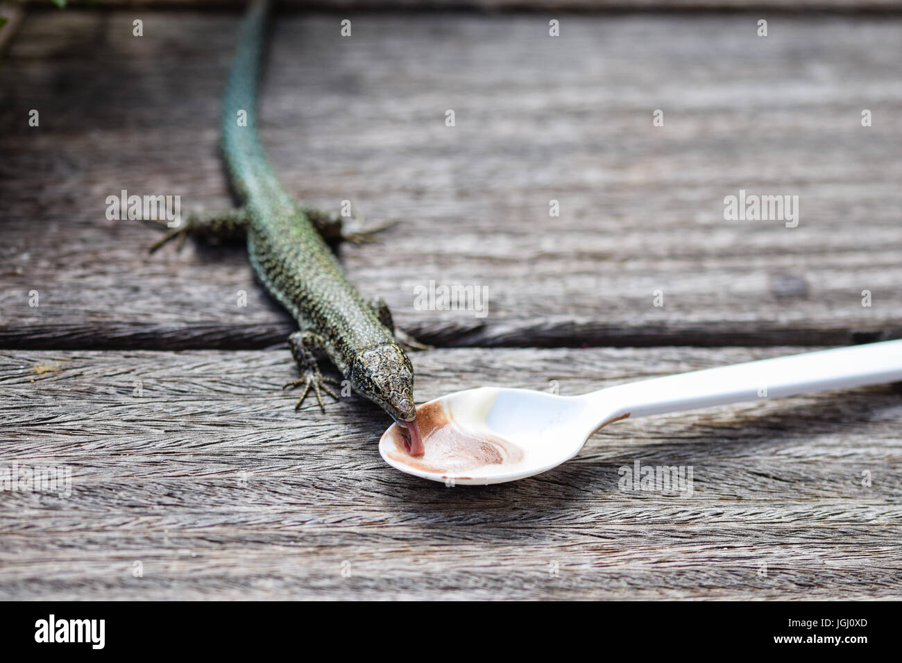 Green lizard eating chocolate and vanilla ice cream from a discarded