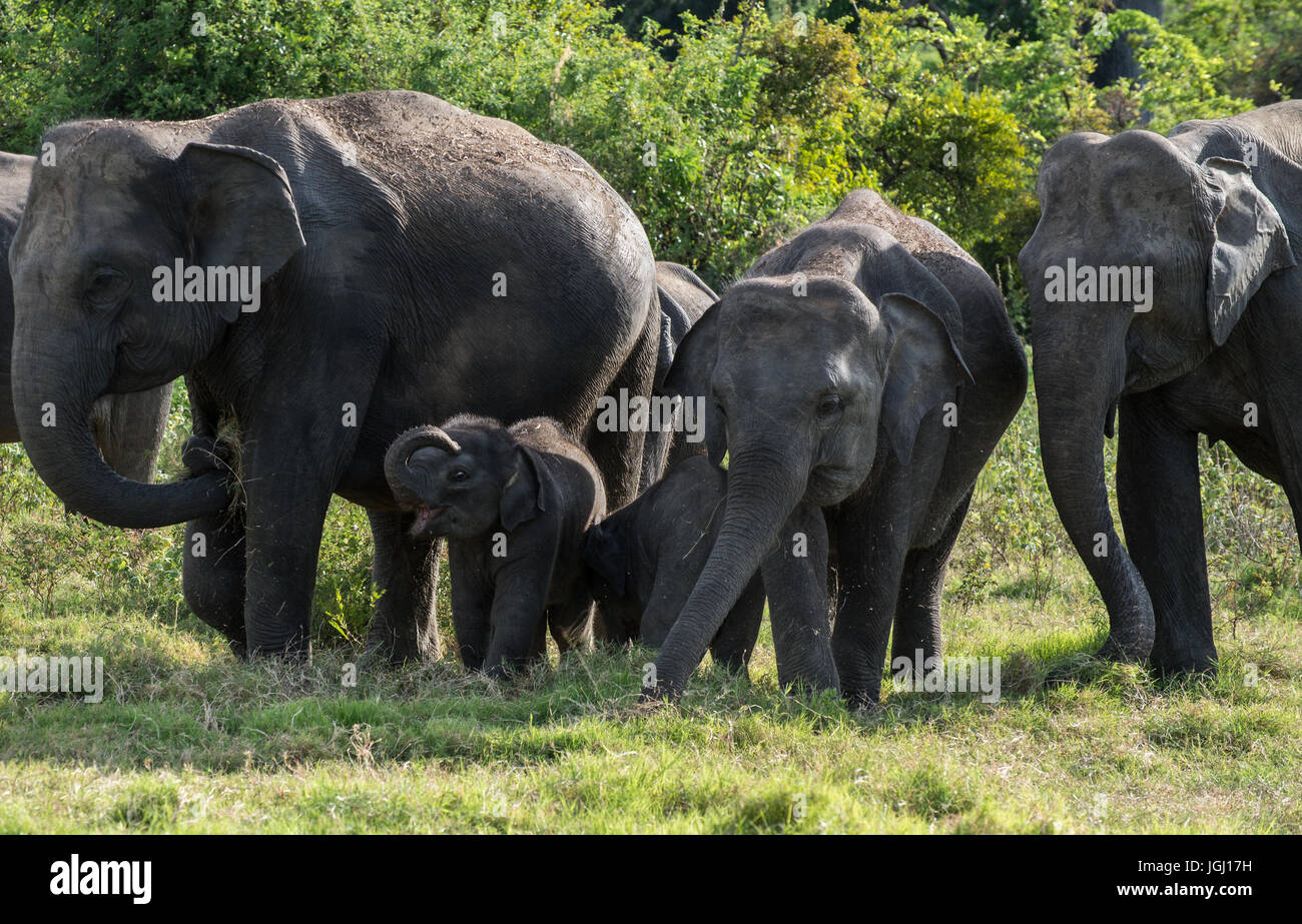 Wild Asian Elephants in Sri Lanka Stock Photo