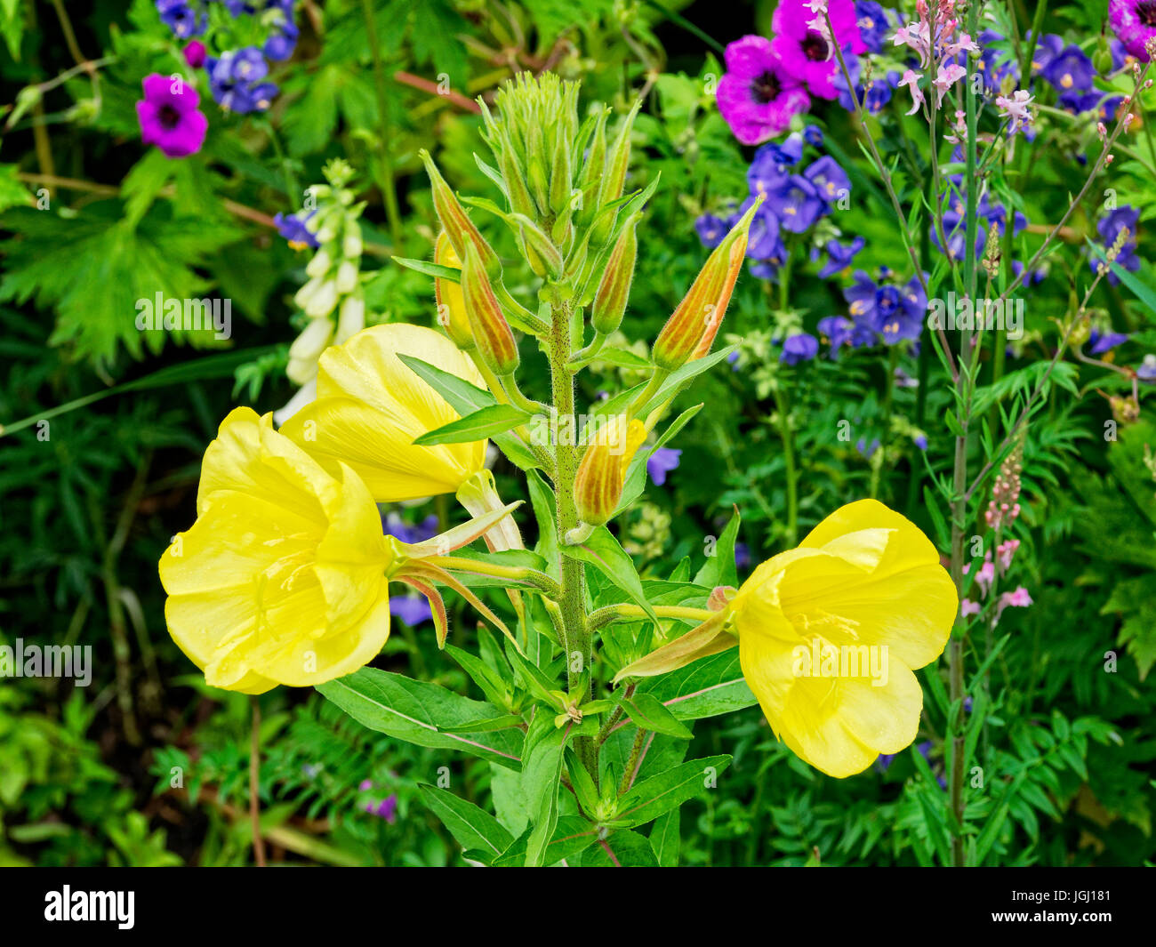 Open yellow flowers, growing on a thick hairy stem in a garden