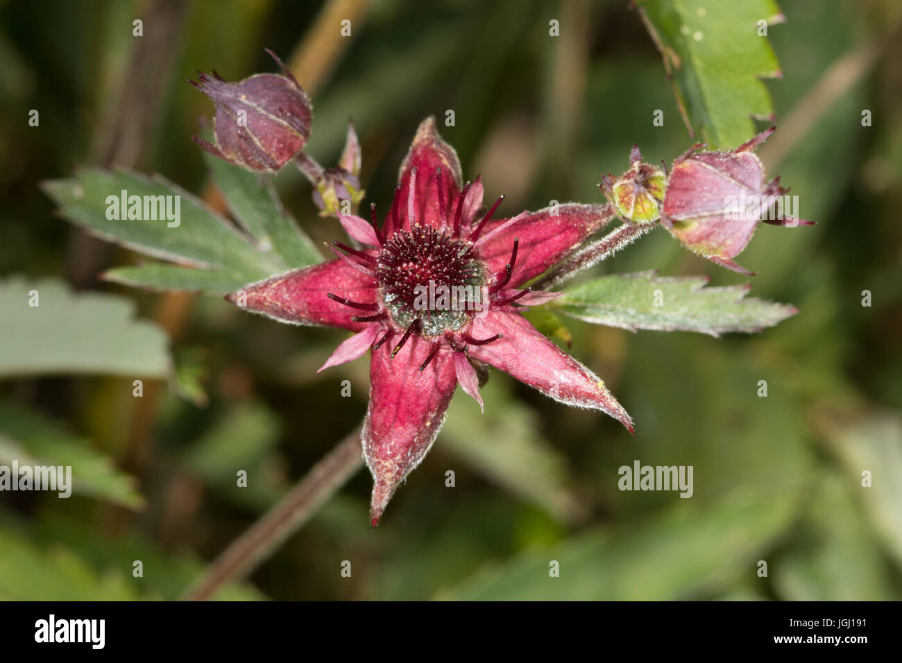 Marsh Cinquefoil (Potentilla palustris) flower Stock Photo