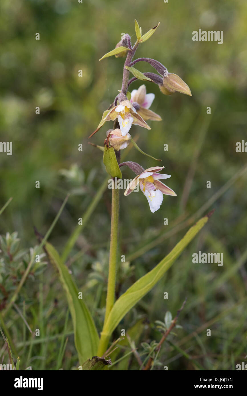 Marsh Helleborine (Epipactis palustris) flower Stock Photo