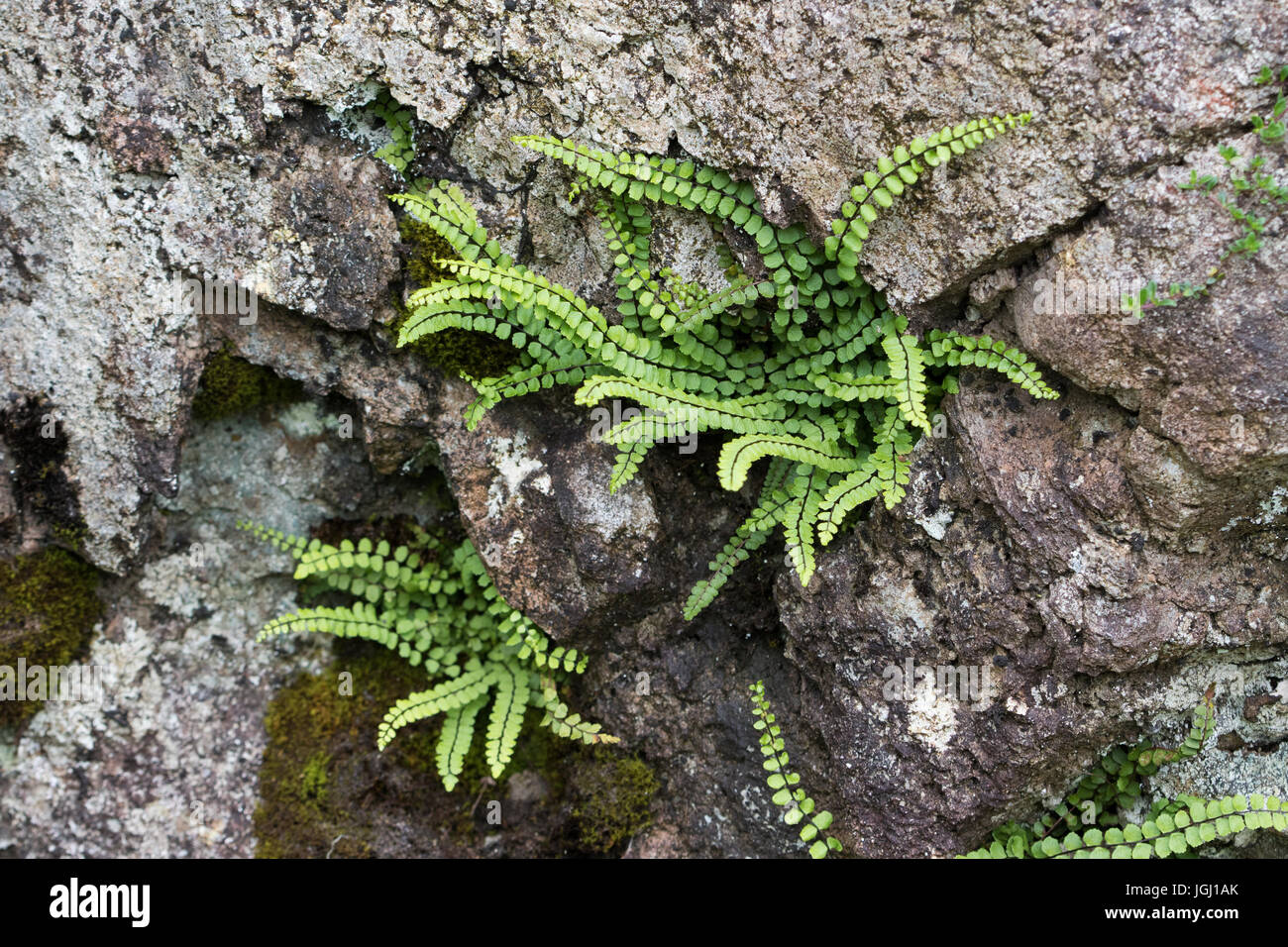 Maidenhair Spleenwort (Asplenium trichomanes) in a crevice in a cliff face Stock Photo