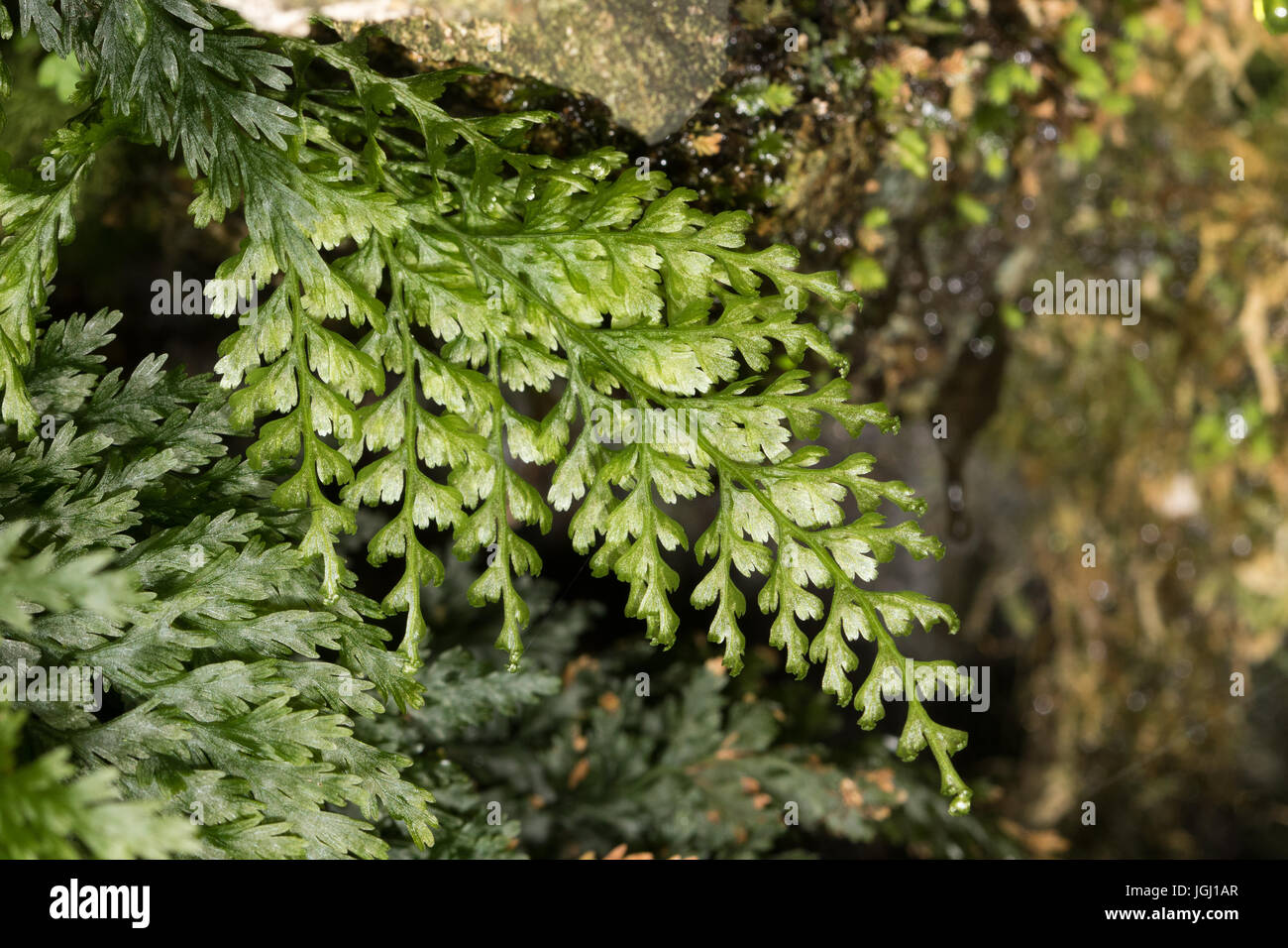 Killarney Fern (Trichomanes speciosum) sporophyte Stock Photo