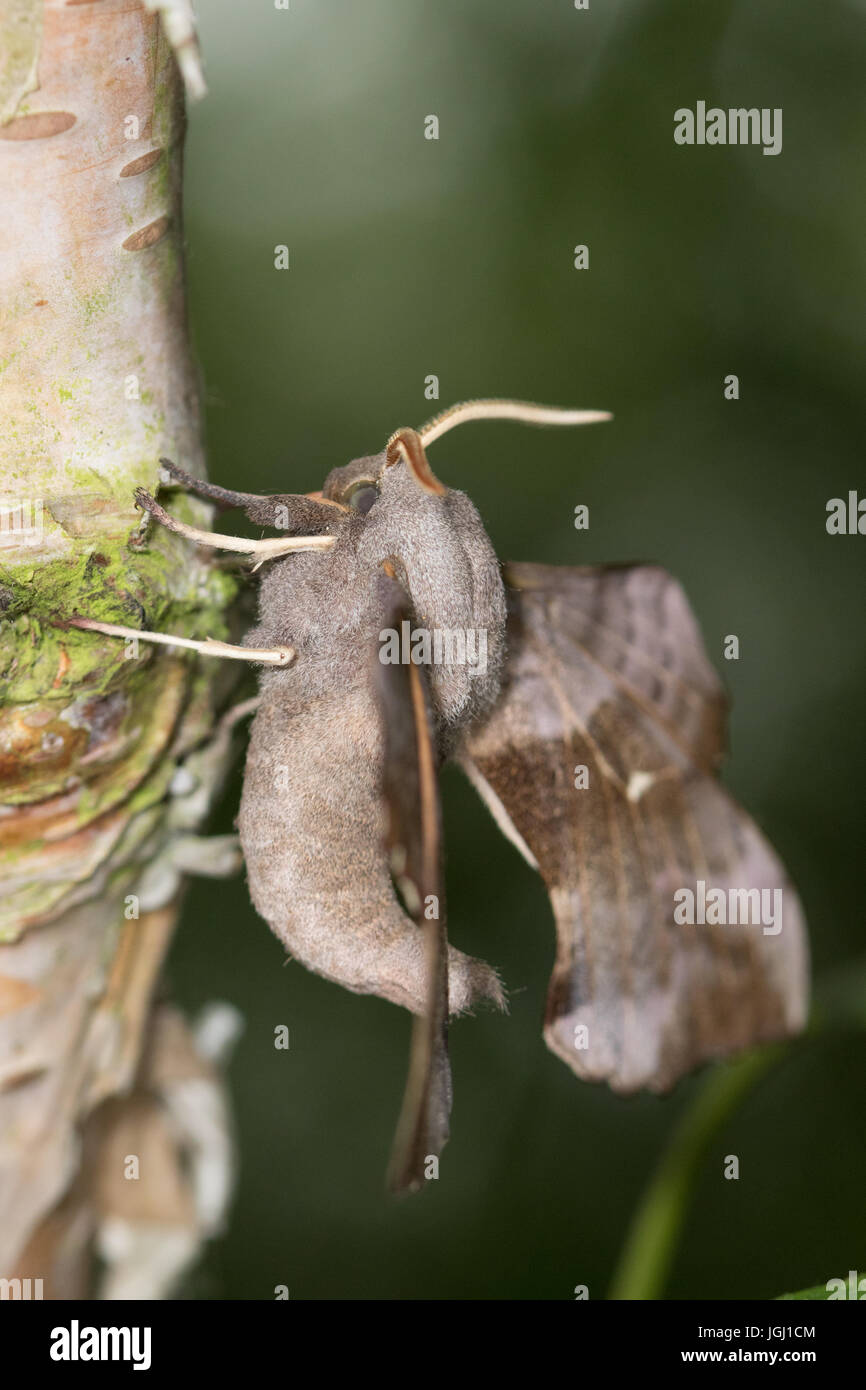 Poplar Hawkmoth (Laothoe populi) Stock Photo