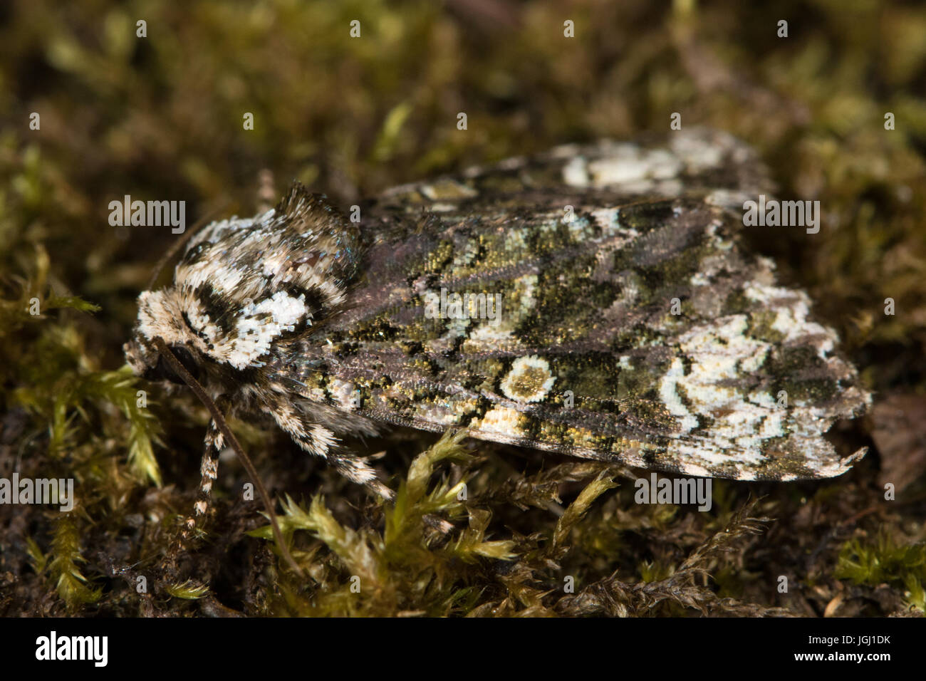 Coronet (Craniophora ligustri) moth Stock Photo