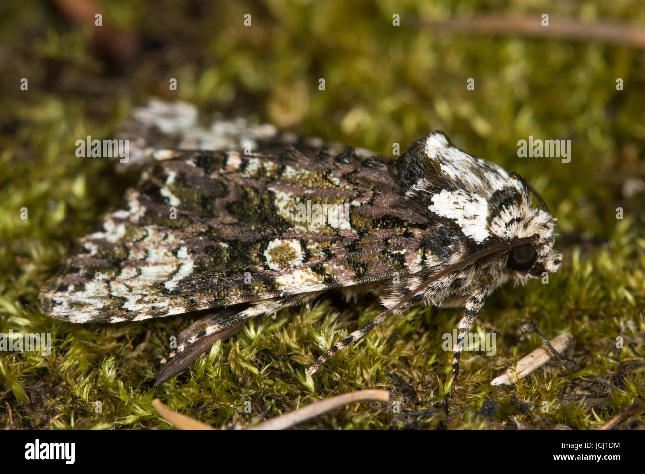 Coronet (Craniophora ligustri) moth Stock Photo