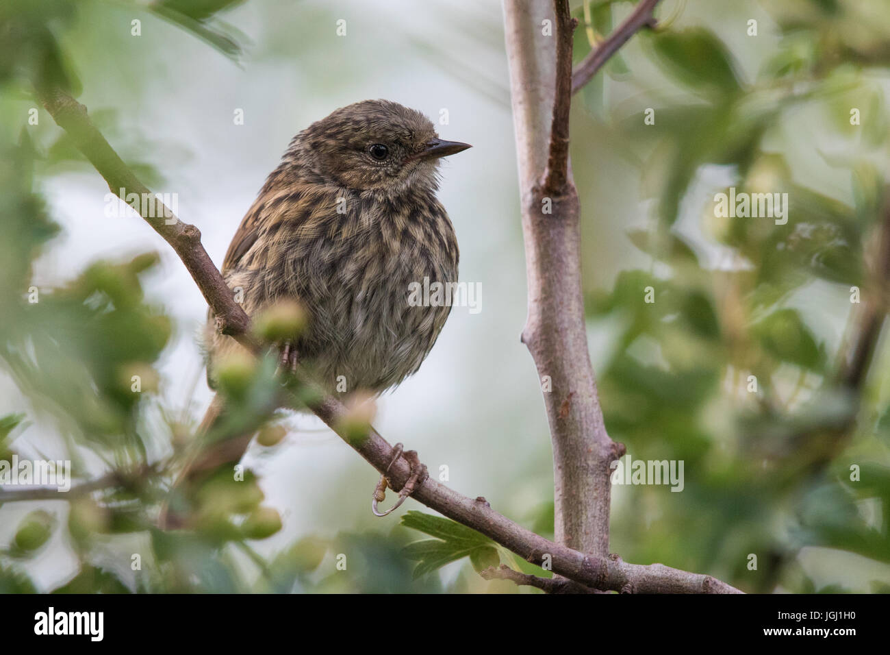 juvenile Dunnock (Prunella modularis Stock Photo - Alamy