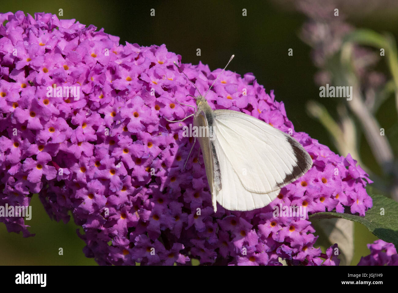 male Large White butterfly (Pieris brassicae) feeding on the flowers of a Butterfly-bush (Buddleja davidii) Stock Photo