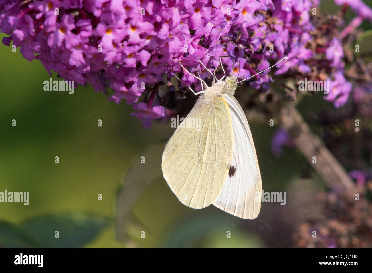 male Large White butterfly (Pieris brassicae) feeding on the flowers of a Butterfly-bush (Buddleja davidii) Stock Photo