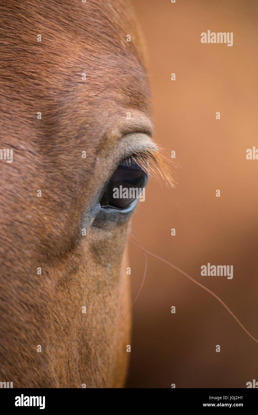 Horse eye close-up Stock Photo