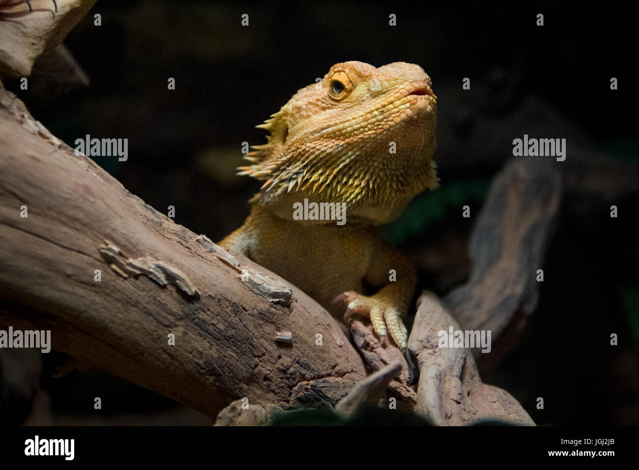 Close-up shot of eastern bearded dragon - an agamid lizard. Stock Photo