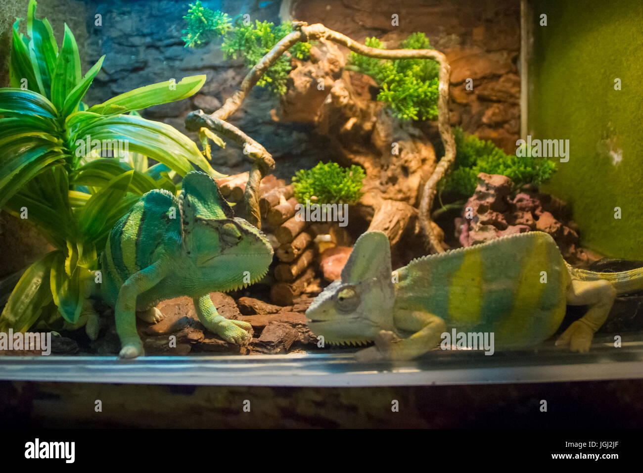 Two chameleons in terrarium. Stock Photo