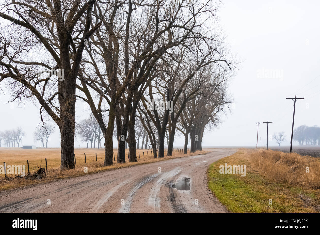 Eastern Cottonwood, Populus deltoides, trees in spring before leafing out, on a foggy morning in the Platte River Valley near Kearney, Nebraska, USA Stock Photo