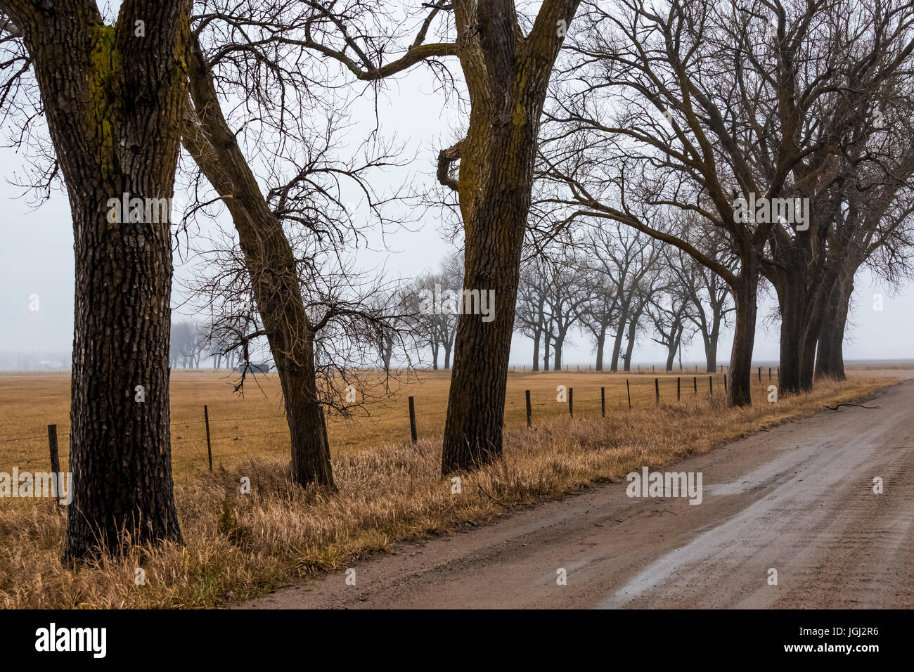Eastern Cottonwood, Populus deltoides, trees in spring before leafing out, on a foggy morning in the Platte River Valley near Kearney, Nebraska, USA Stock Photo