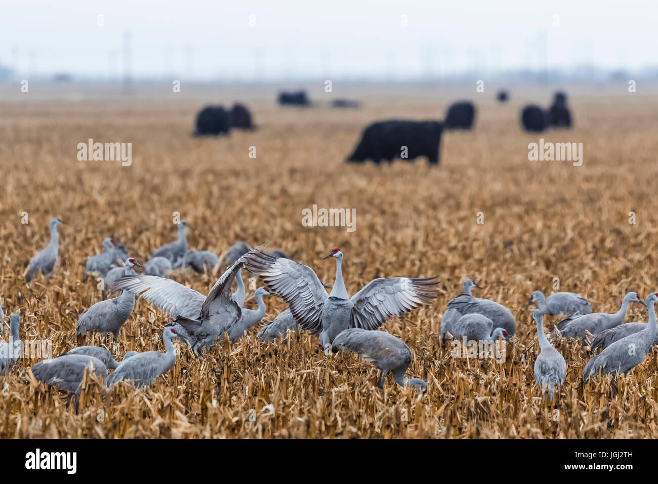Sandhill Cranes, Antigone canadensis, feeding near Black Angus Cattle in cornfields in March at the Platte River Valley migration stopover near Kearne Stock Photo