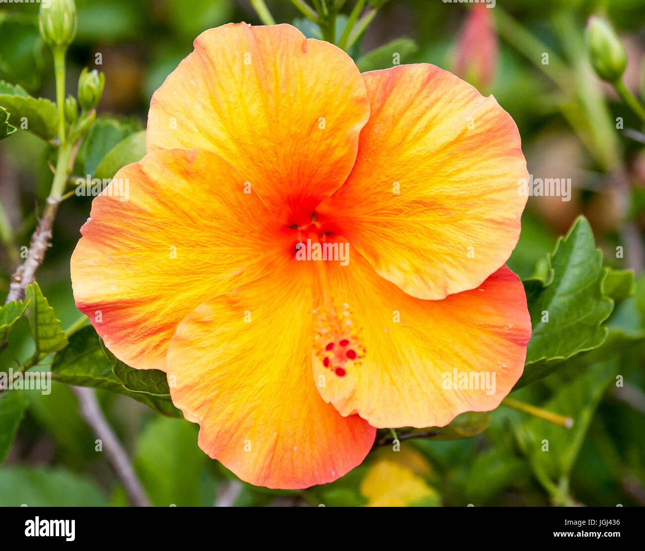 Exotic Hibiscus Flower Hawaiian Print Door Mat main image 0