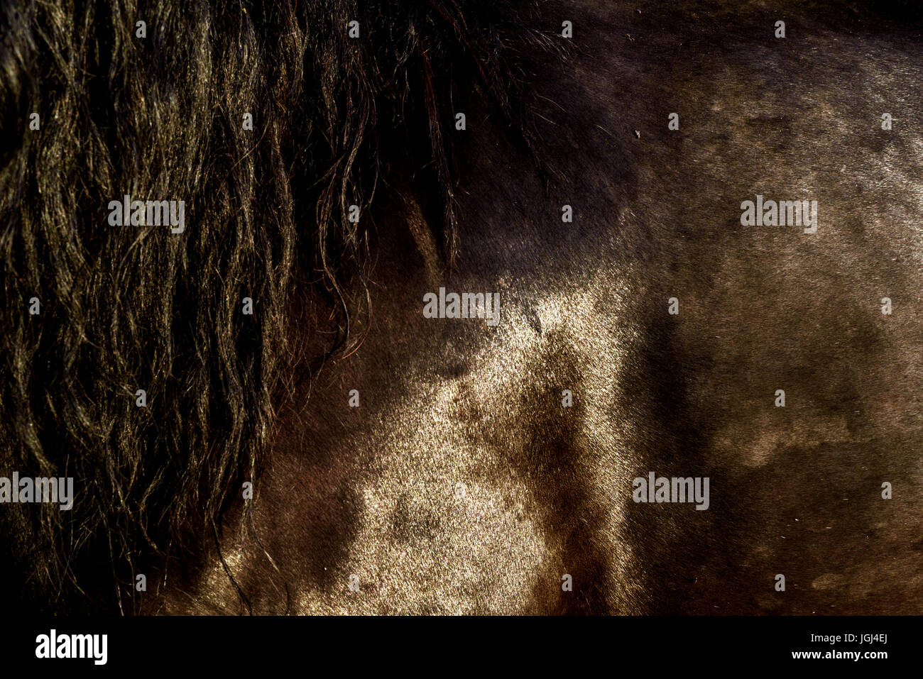 Shiny Horse Coat High Resolution Stock Photography and Images Alamy