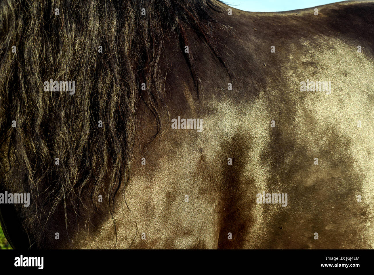 Closeup of a brown horse with shiny sweat soaked coat and long black
