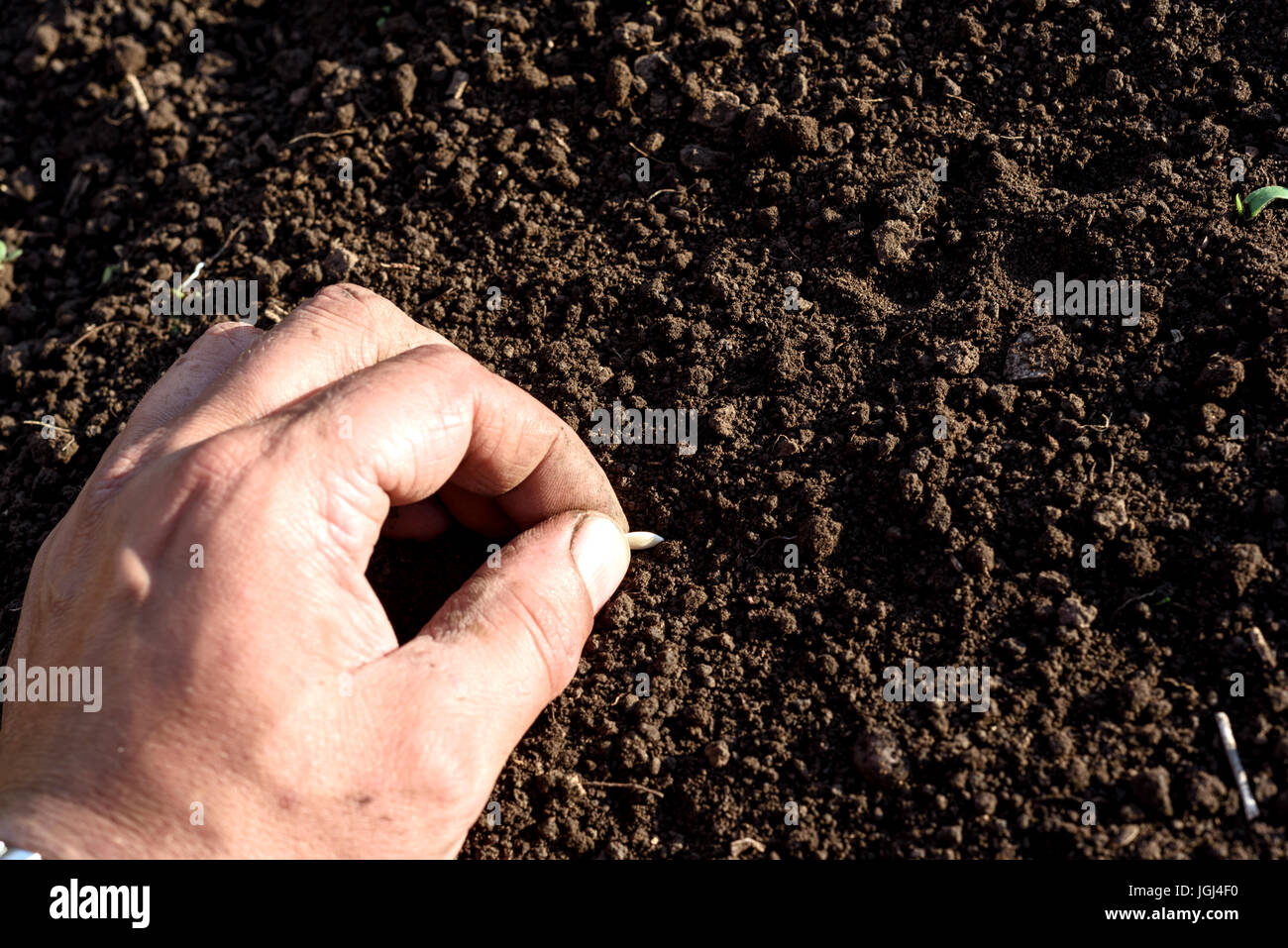 White male arm hand and fingers planting a cucumber seed into fresh brown soil. The earth in the garden is not watered. Shot in natural sunlight. Stock Photo