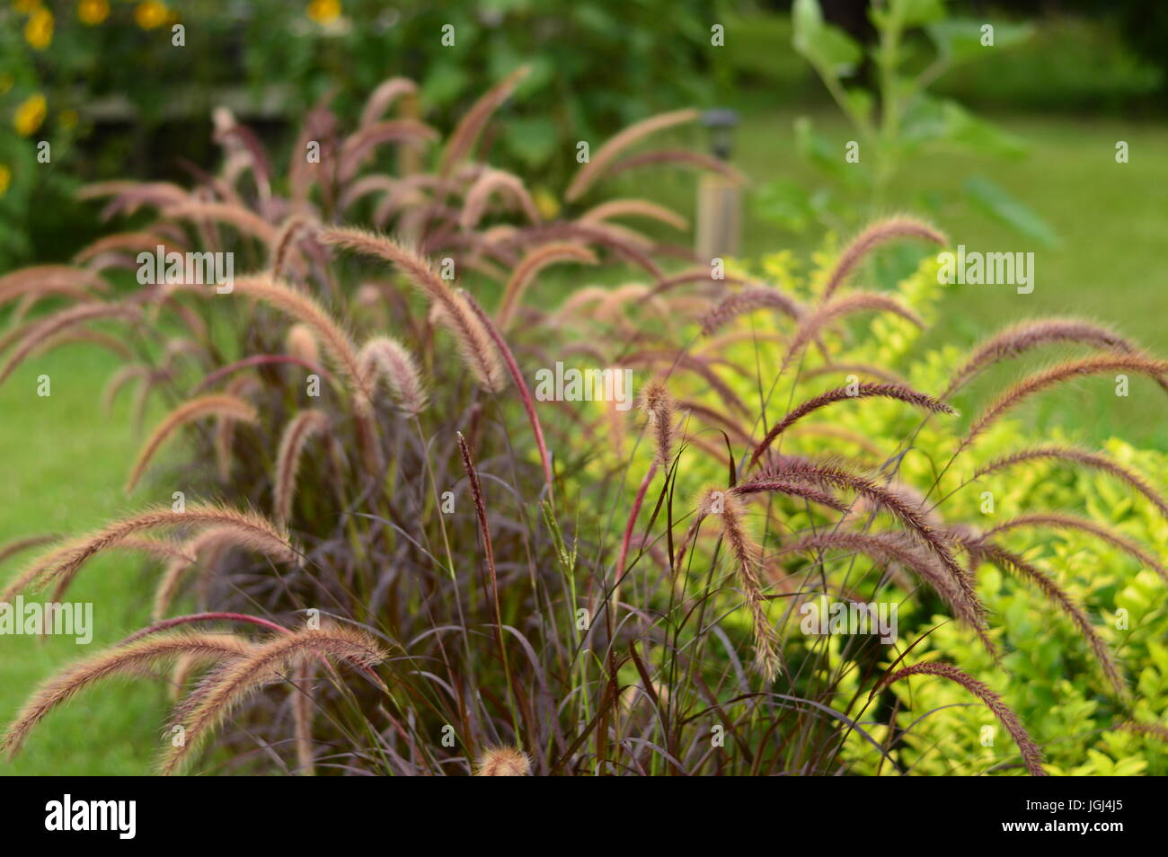 Purple fountain grass hi-res stock photography and images - Alamy