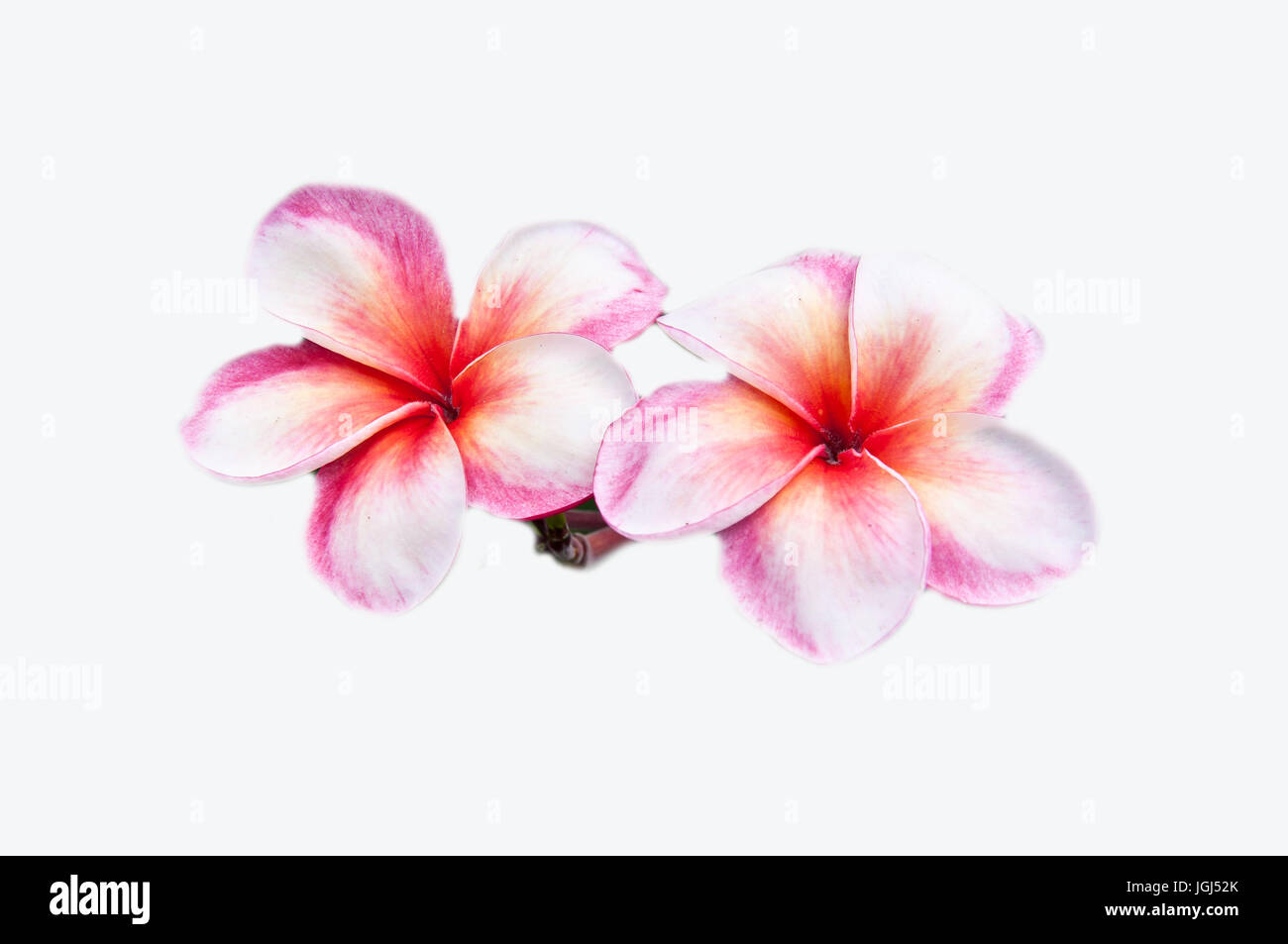 Plumeria flower on white background Stock Photo - Alamy