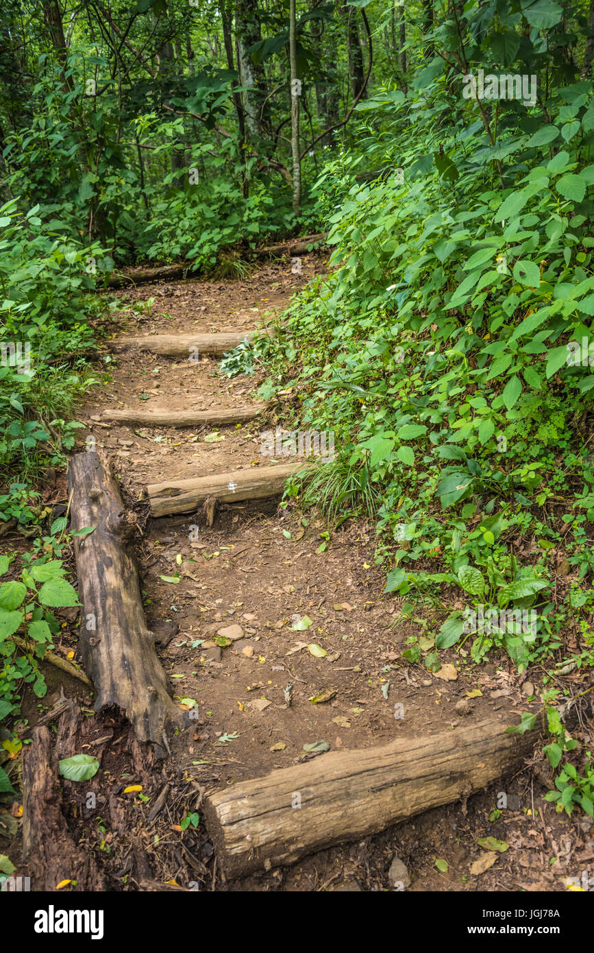 The Appalachian Trail at Hogpen Gap in the Mark Trail Wilderness of the Chattahoochee National Forest between Blairsville and Helen, Georgia. (USA) Stock Photo