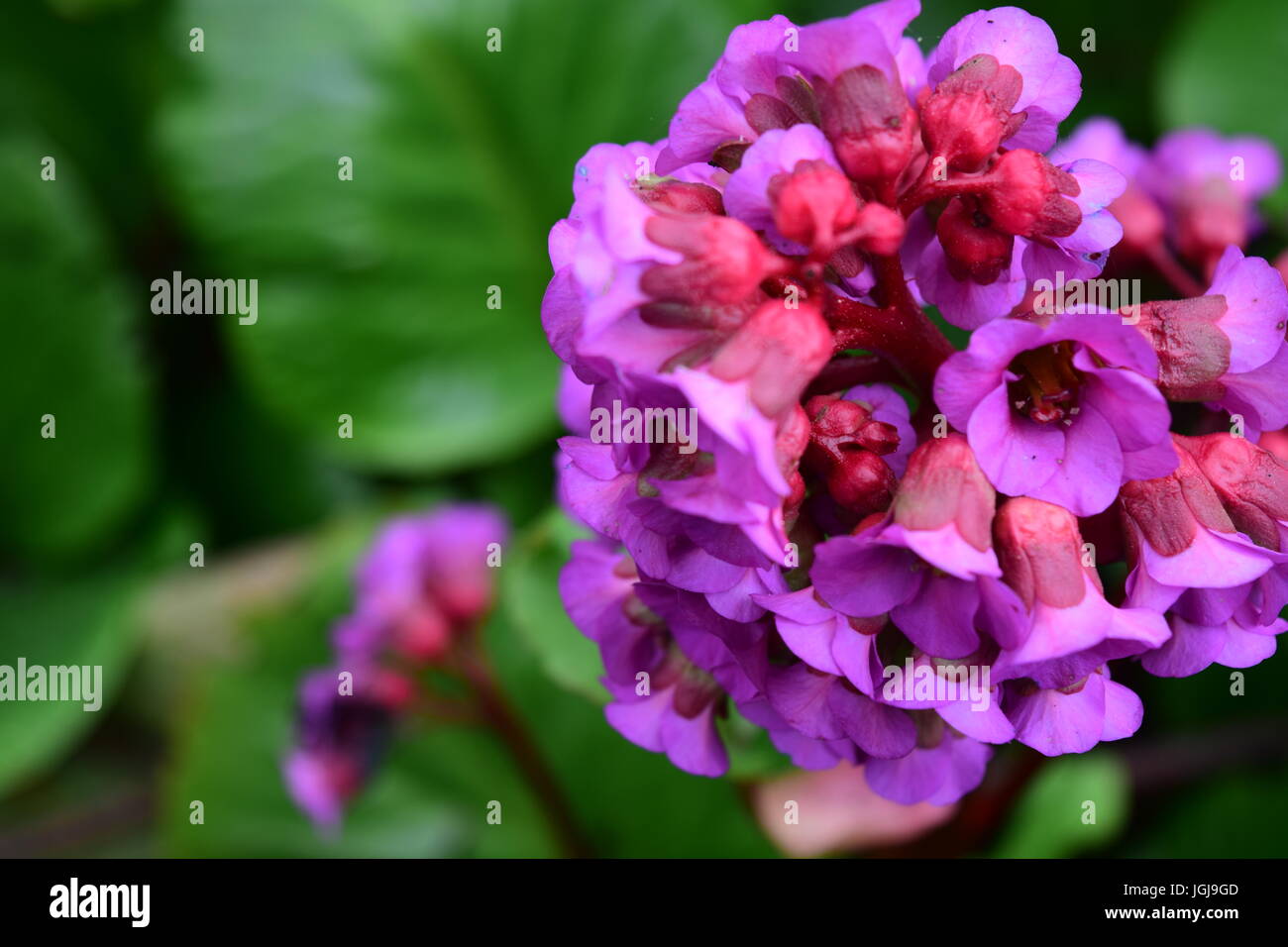 Flowers in Ireland Stock Photo Alamy