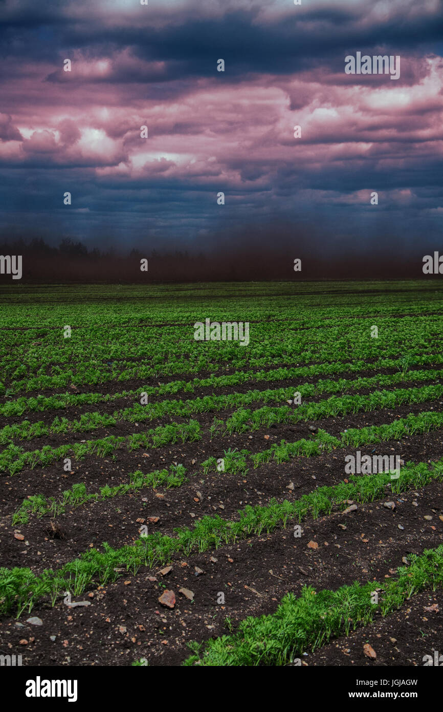 Black Blizzard ( dust devil. dust whirl) on agricultural lands. Loss of