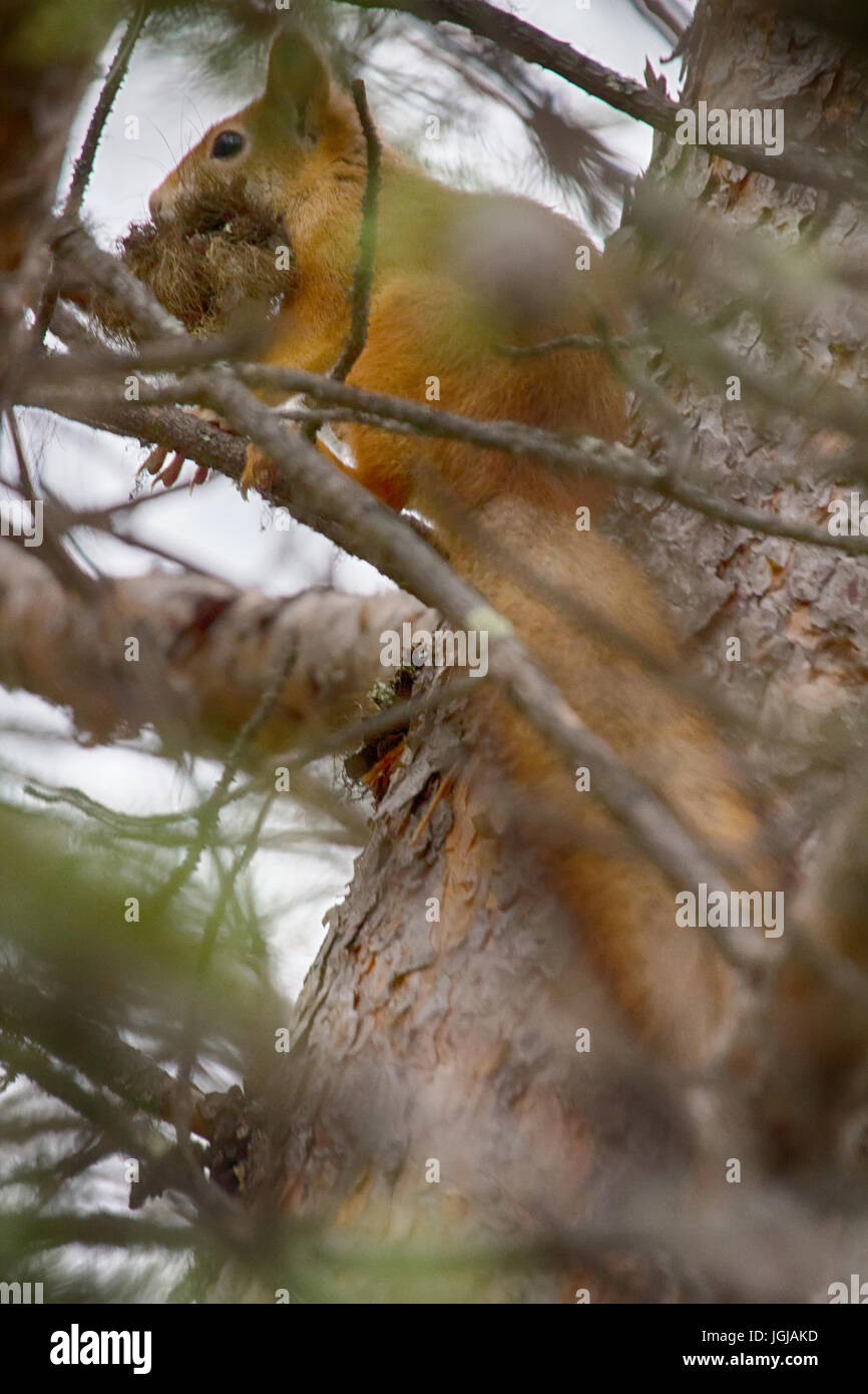 Taiga red squirrel (Sciurus vulgaris) builds drey (nest). Animal mouth