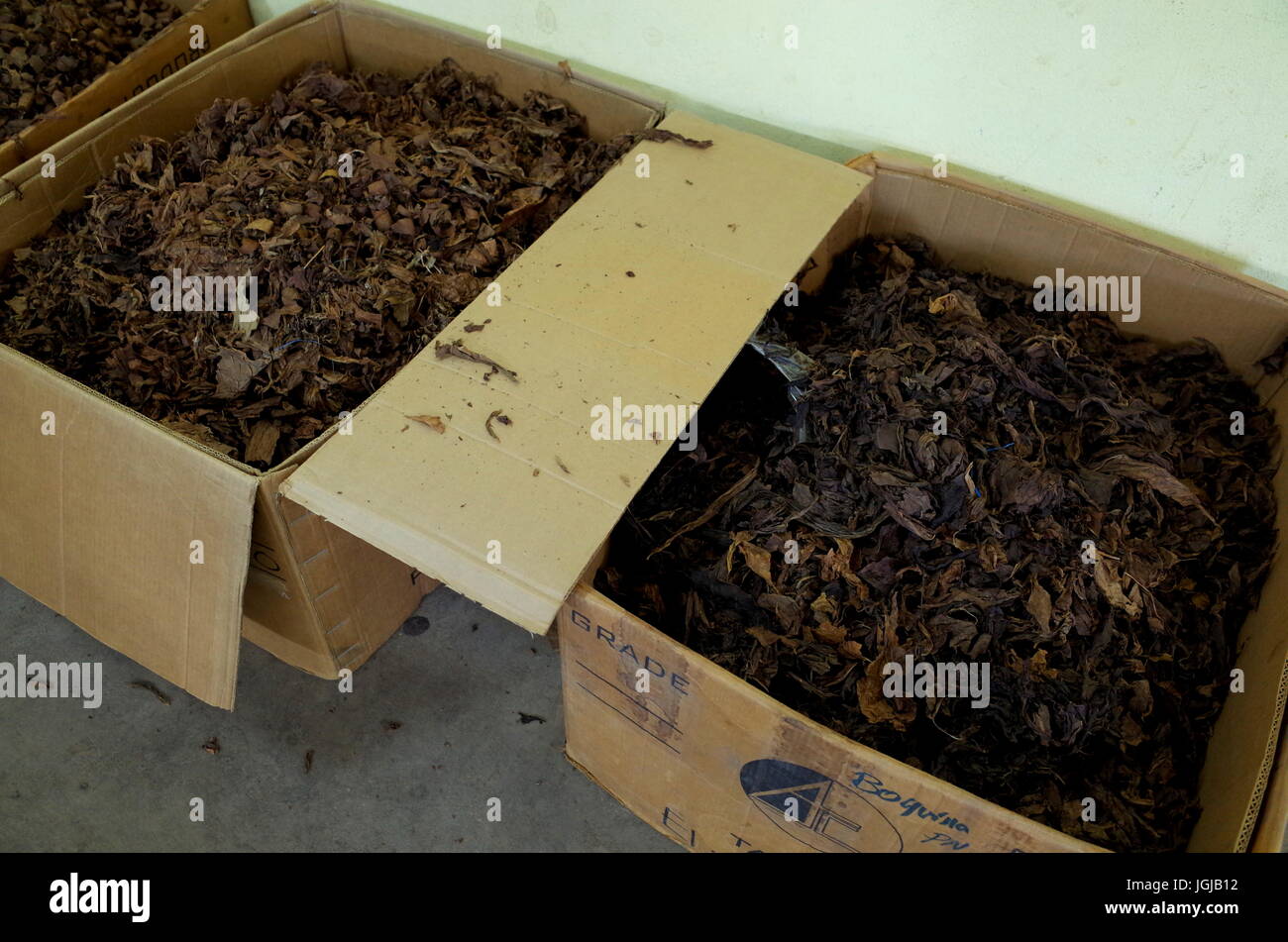 Tabacco Inside a cigar factory in Esteli in the northern mountains of Nicaragua Stock Photo