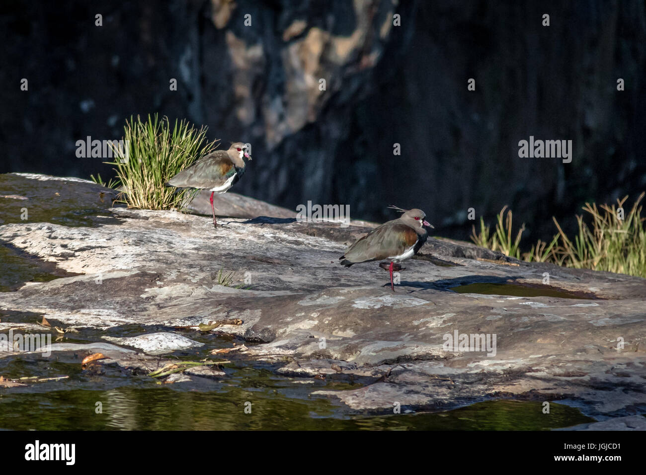 Southern Lapwing birds at Salto Ventoso Park - Farroupilha, Rio Grande do Sul, Brazil Stock Photo