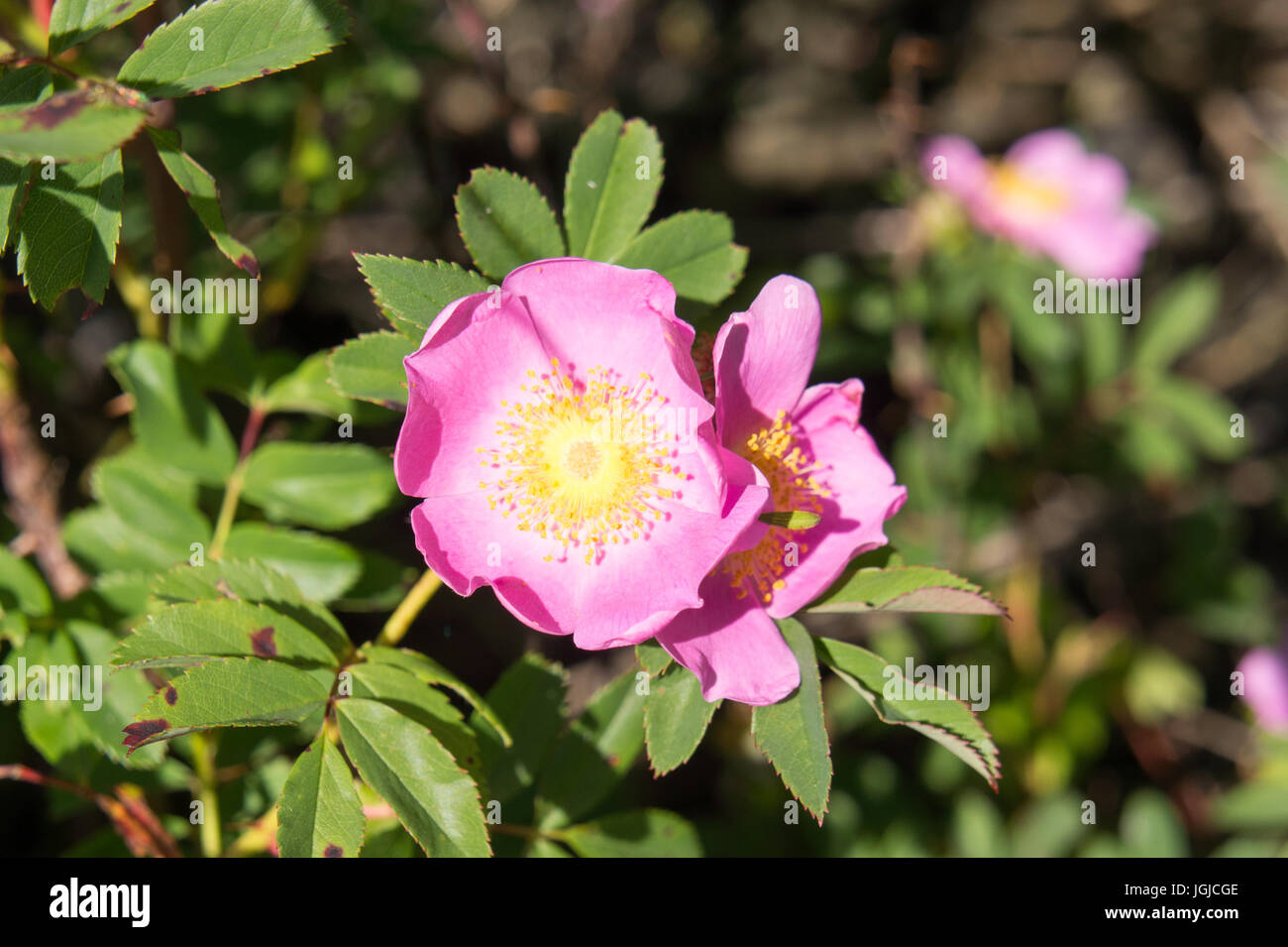 Sea rose (rosa rugosa) flower Stock Photo