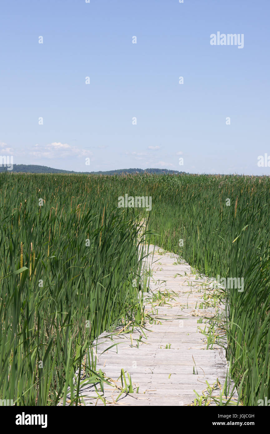 Boardwalk,  the marsh at Hellcat Swamp, Parker River National Wildlife Refuge, Salt Marsh Stock Photo