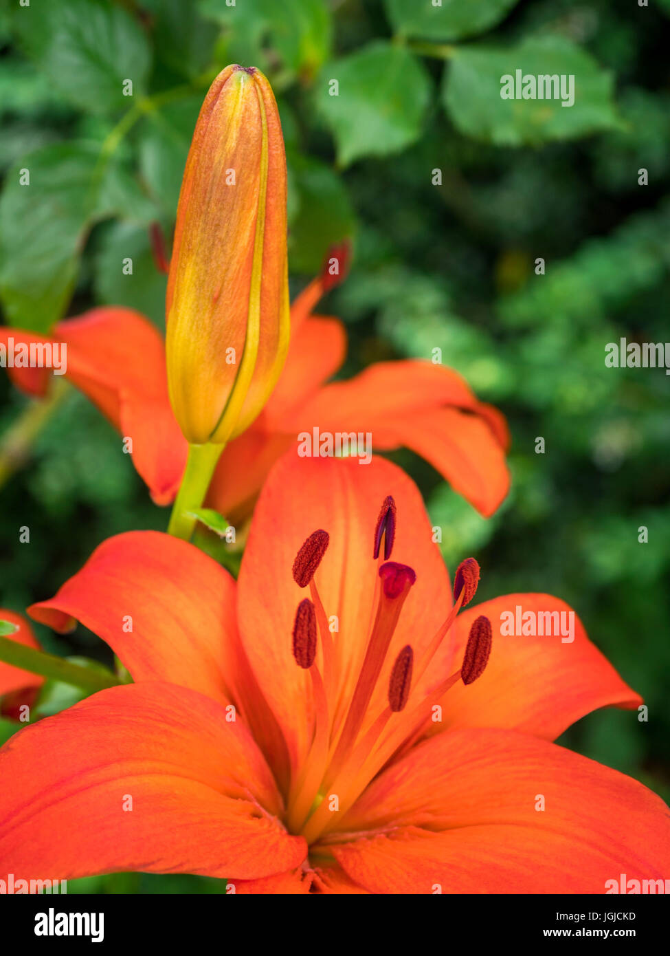 Red lilies in a garden in summer, Bavaria, Germany, Europe Stock Photo