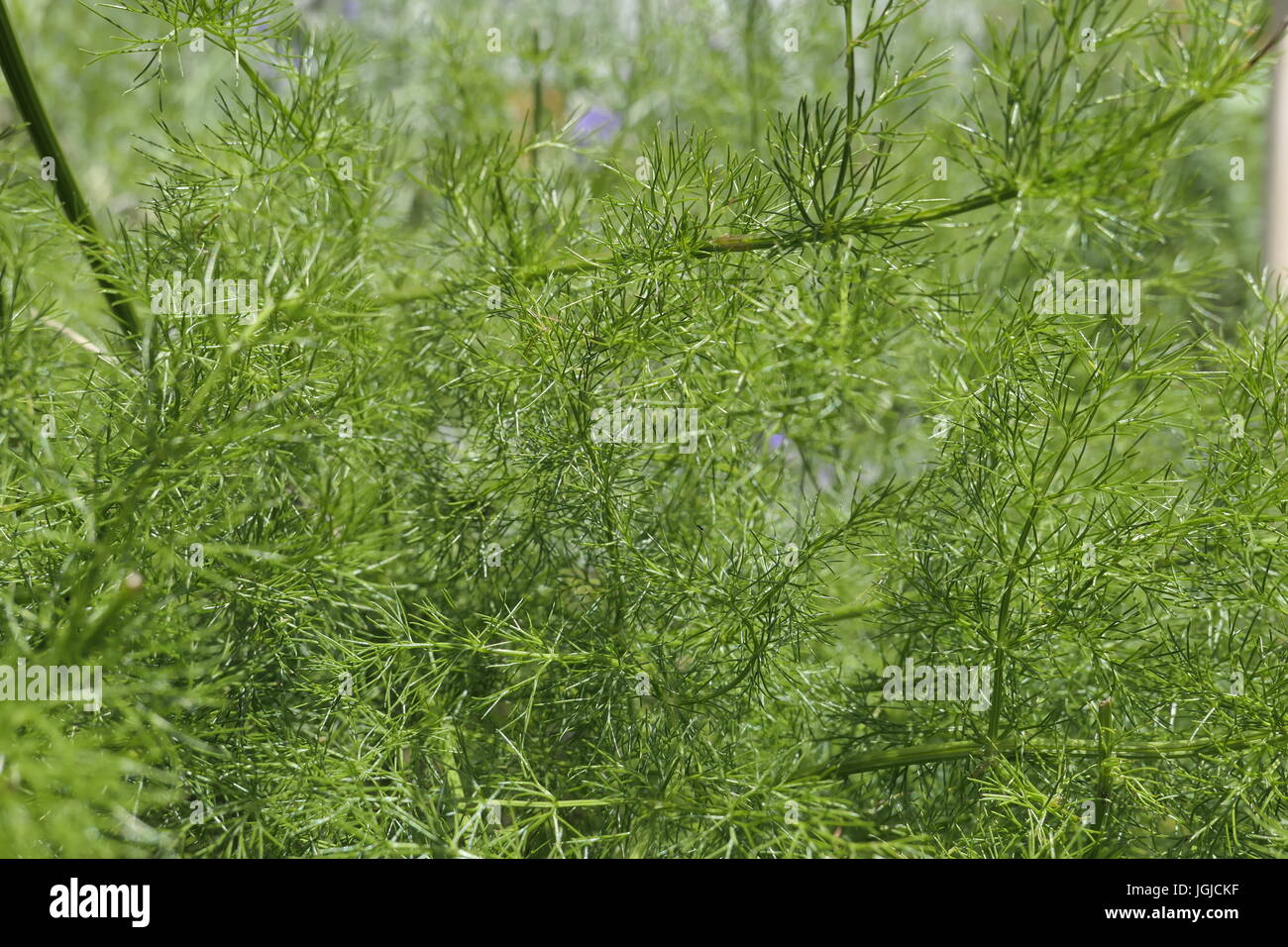 Baldmoney (Meum athamanticum), Bavaria, Germany, Europe Stock Photo