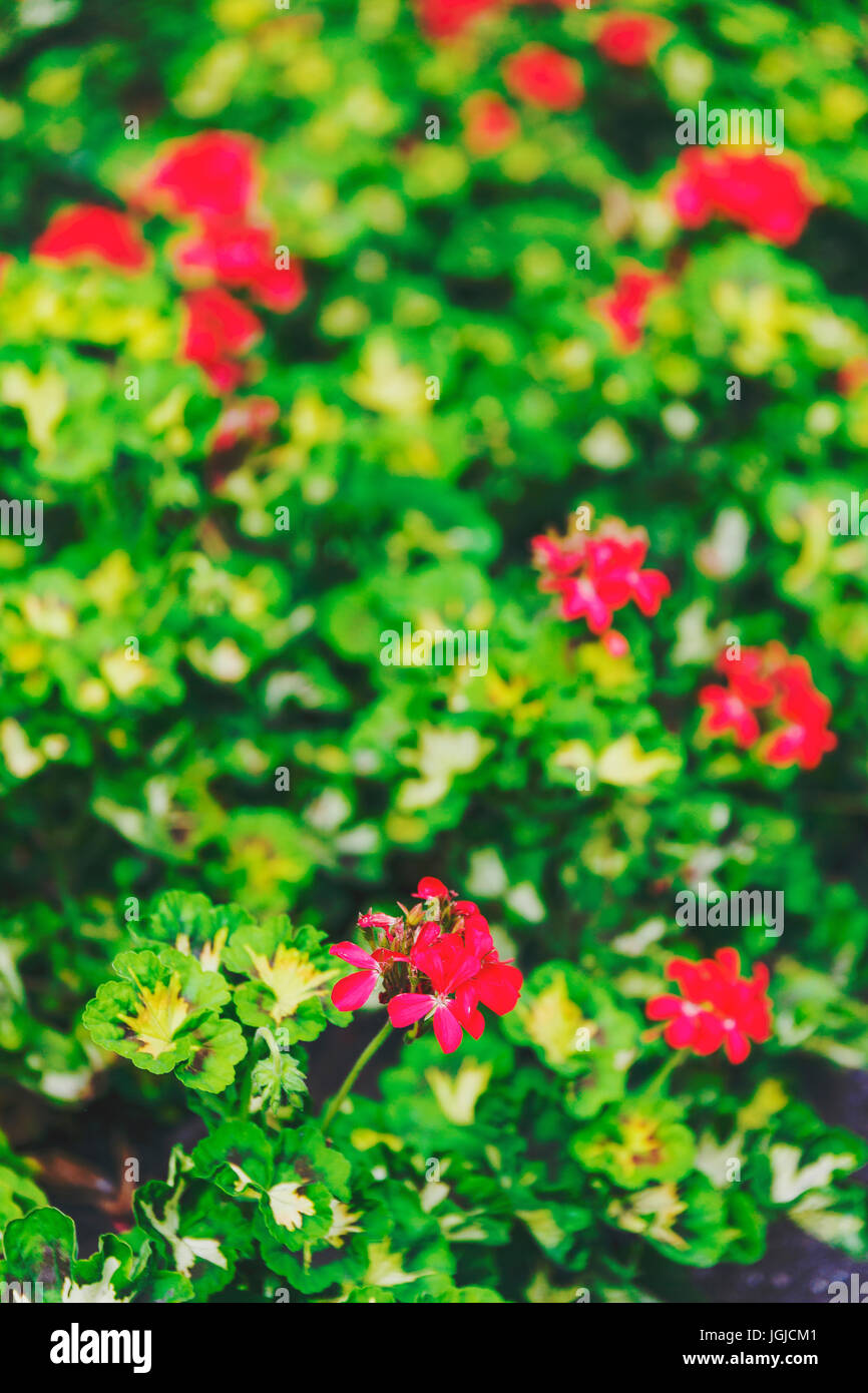 Red Geranium field with shallow depth of field, bokeh effect Stock ...