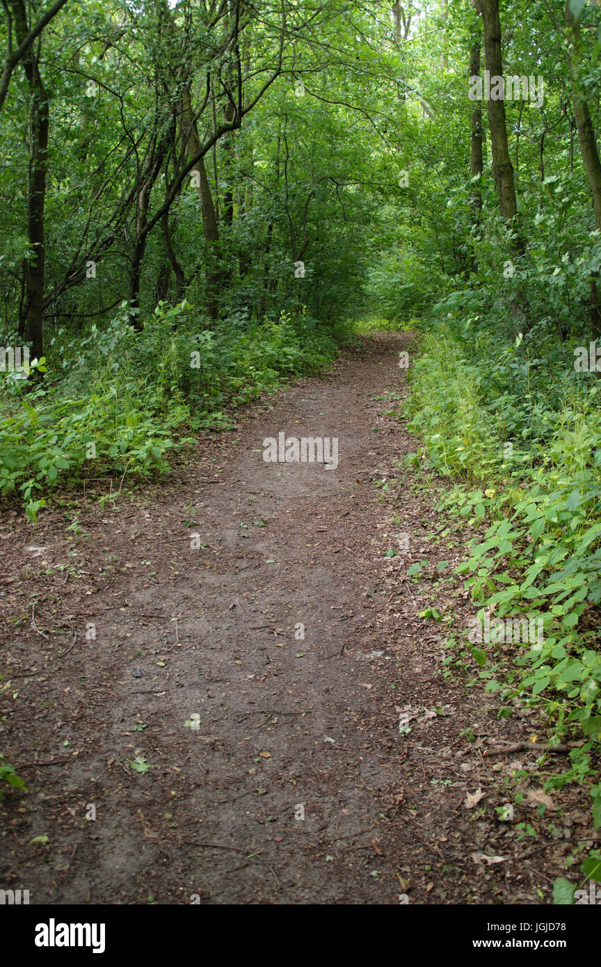 Gritty walking path in thick forest Stock Photo
