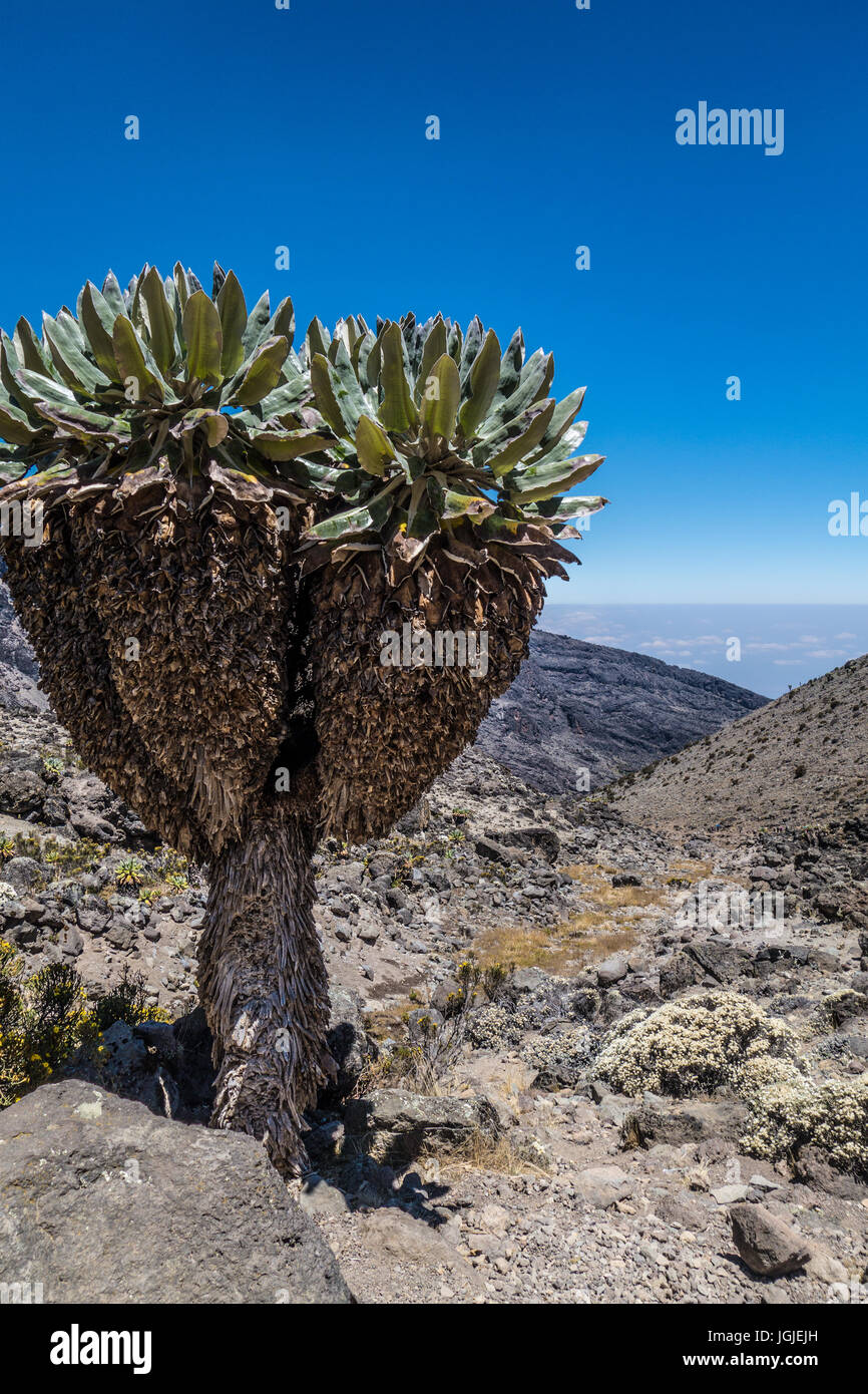 Senecio plant in Machame route to Kilimanjaro peak, Tanzania Stock Photo